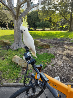 Cocky riding a Dyson Bike